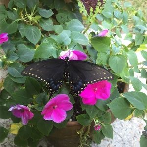 Meet your Posher, Alaina